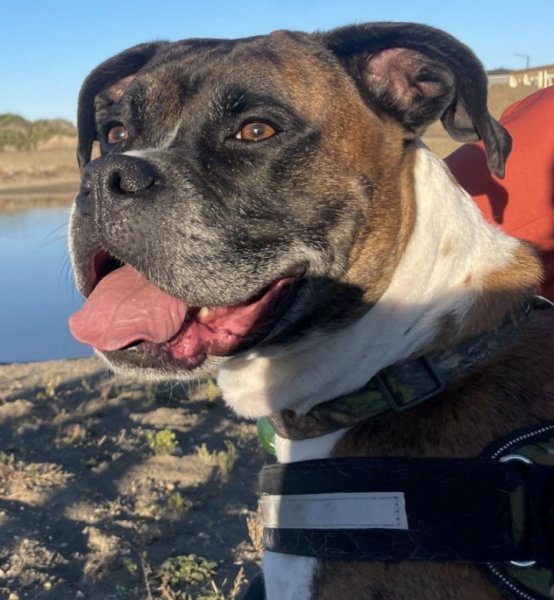 Boxer standing in profile